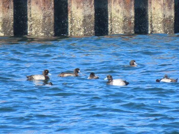 Greater Scaup 東京湾(東京水辺ライン船上) Sat, 11/13/2021