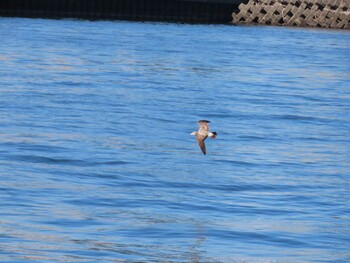 Black-tailed Gull 東京湾(東京水辺ライン船上) Sat, 11/13/2021