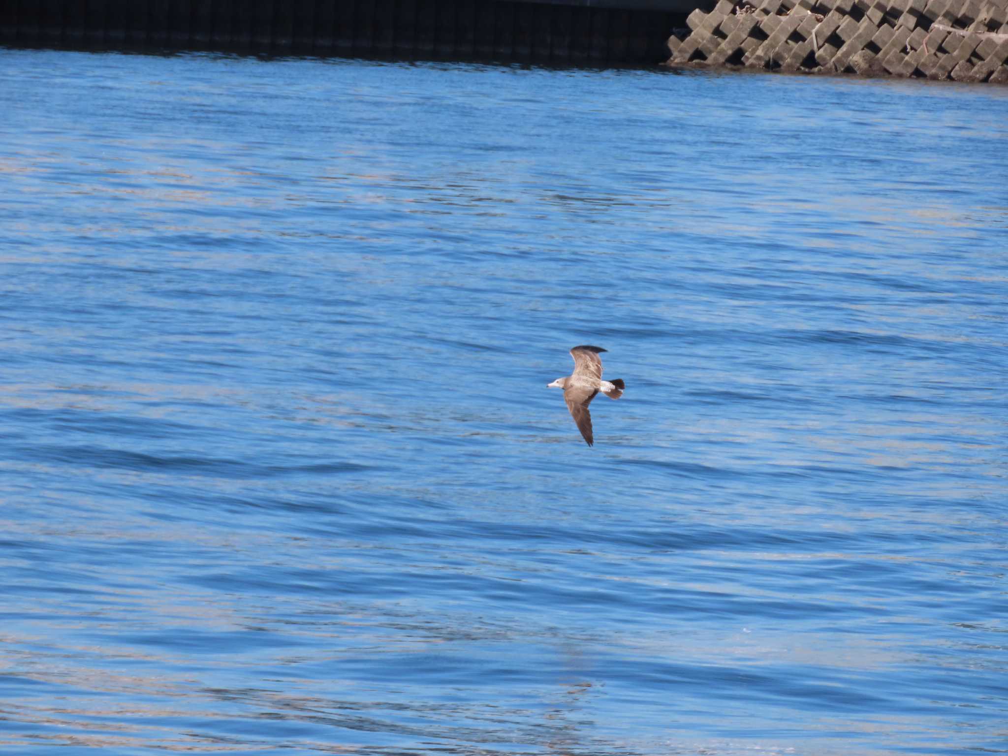 Photo of Black-tailed Gull at 東京湾(東京水辺ライン船上) by のぐち