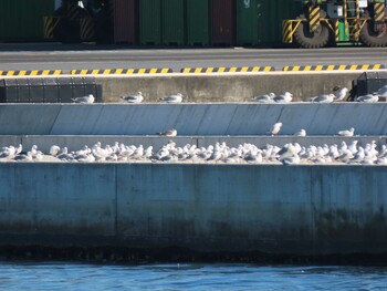 Black-headed Gull 東京湾(東京水辺ライン船上) Sat, 11/13/2021