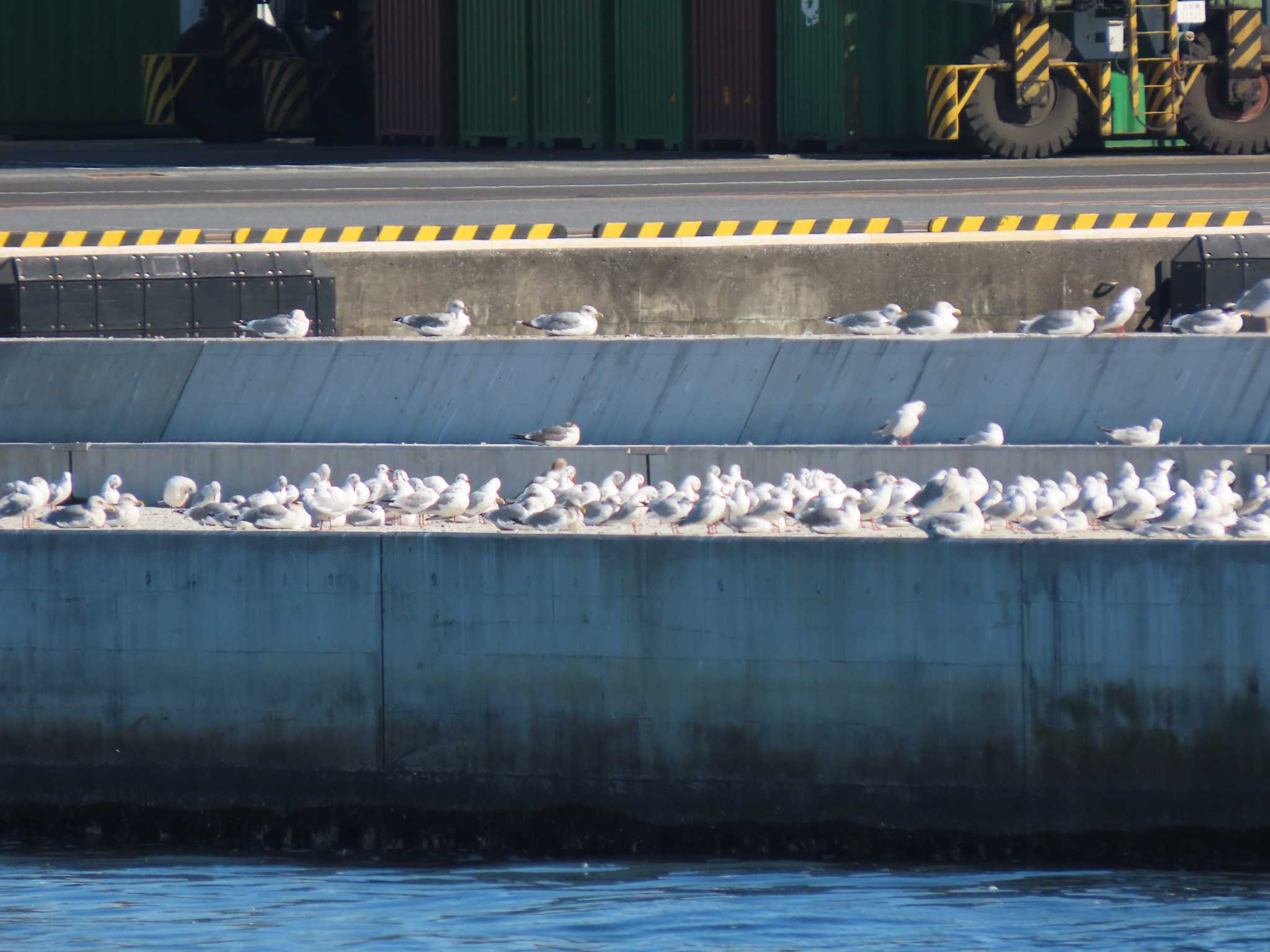 Photo of Black-headed Gull at 東京湾(東京水辺ライン船上) by のぐち