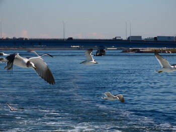 Black-tailed Gull 東京湾(東京水辺ライン船上) Sat, 11/13/2021