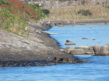 Grey Heron 東京湾(東京水辺ライン船上) Sat, 11/13/2021