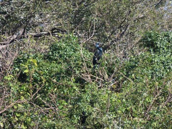 Great Cormorant 東京湾(東京水辺ライン船上) Sat, 11/13/2021