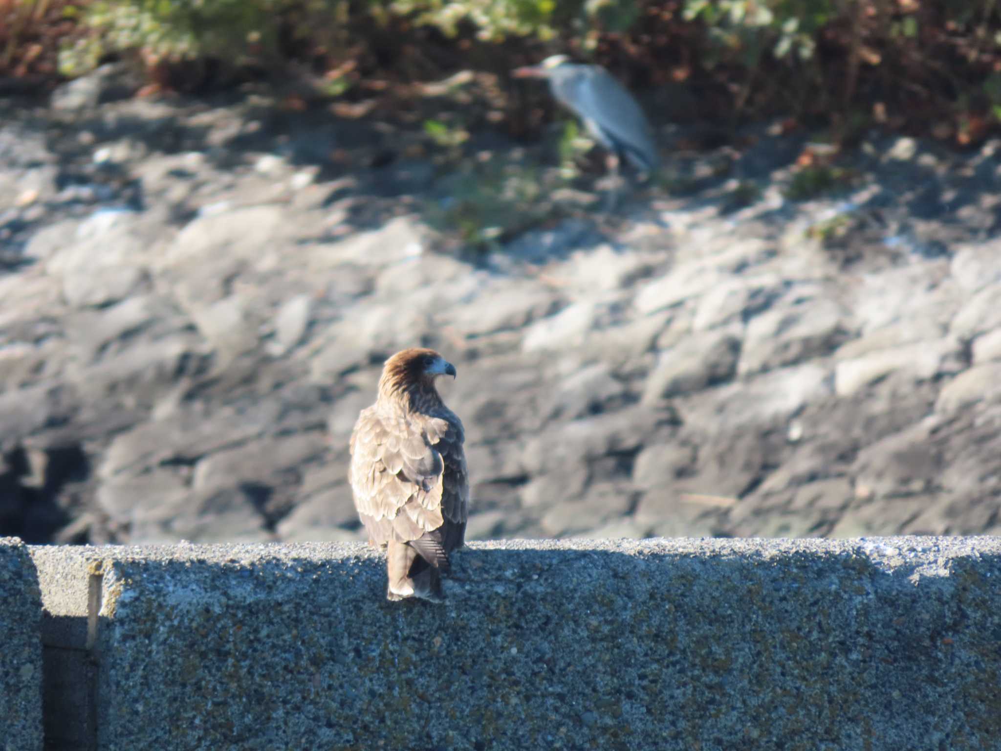 Photo of Black Kite at 東京湾(東京水辺ライン船上) by のぐち