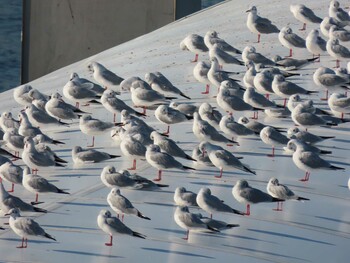 2021年11月13日(土) お台場海浜公園の野鳥観察記録