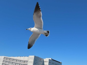 Black-tailed Gull 東京湾(東京水辺ライン船上) Sat, 11/13/2021