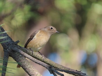 2021年11月13日(土) 葛西臨海公園の野鳥観察記録