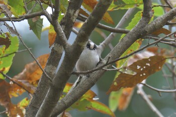 エナガ 滋賀県甲賀市甲南町創造の森 2021年11月14日(日)