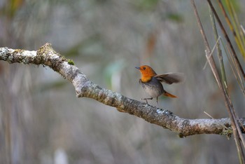 Japanese Robin Unknown Spots Fri, 5/5/2017