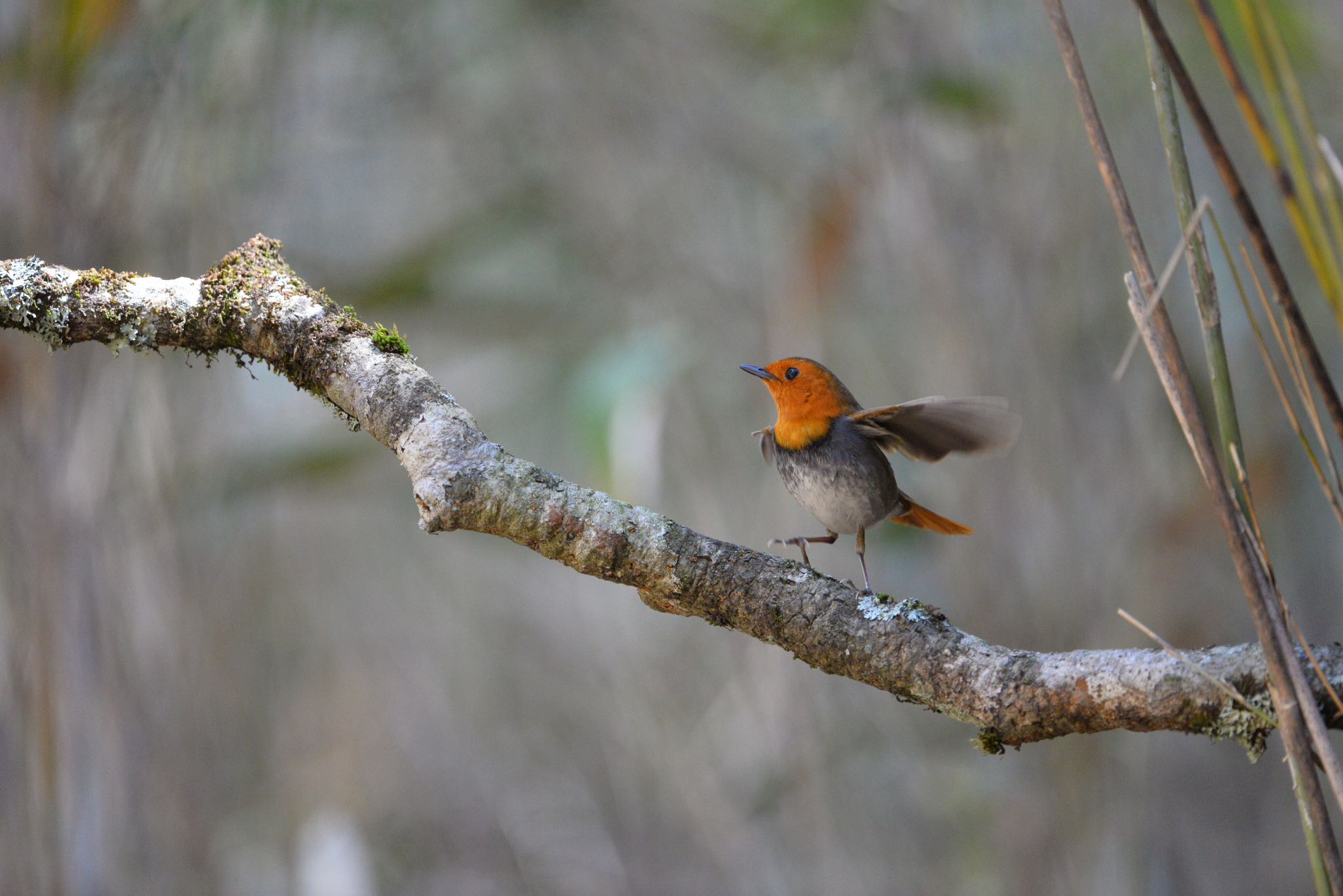 Photo of Japanese Robin at  by Yukihiro  Inoue