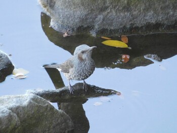 Sat, 11/13/2021 Birding report at Yatsu-higata