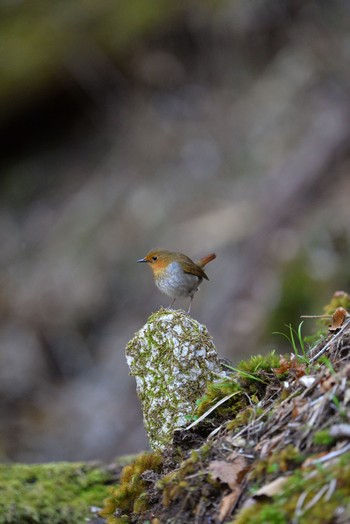 Japanese Robin Unknown Spots Fri, 5/5/2017