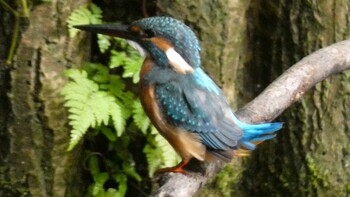 Common Kingfisher 四ツ池公園 Sun, 9/19/2021