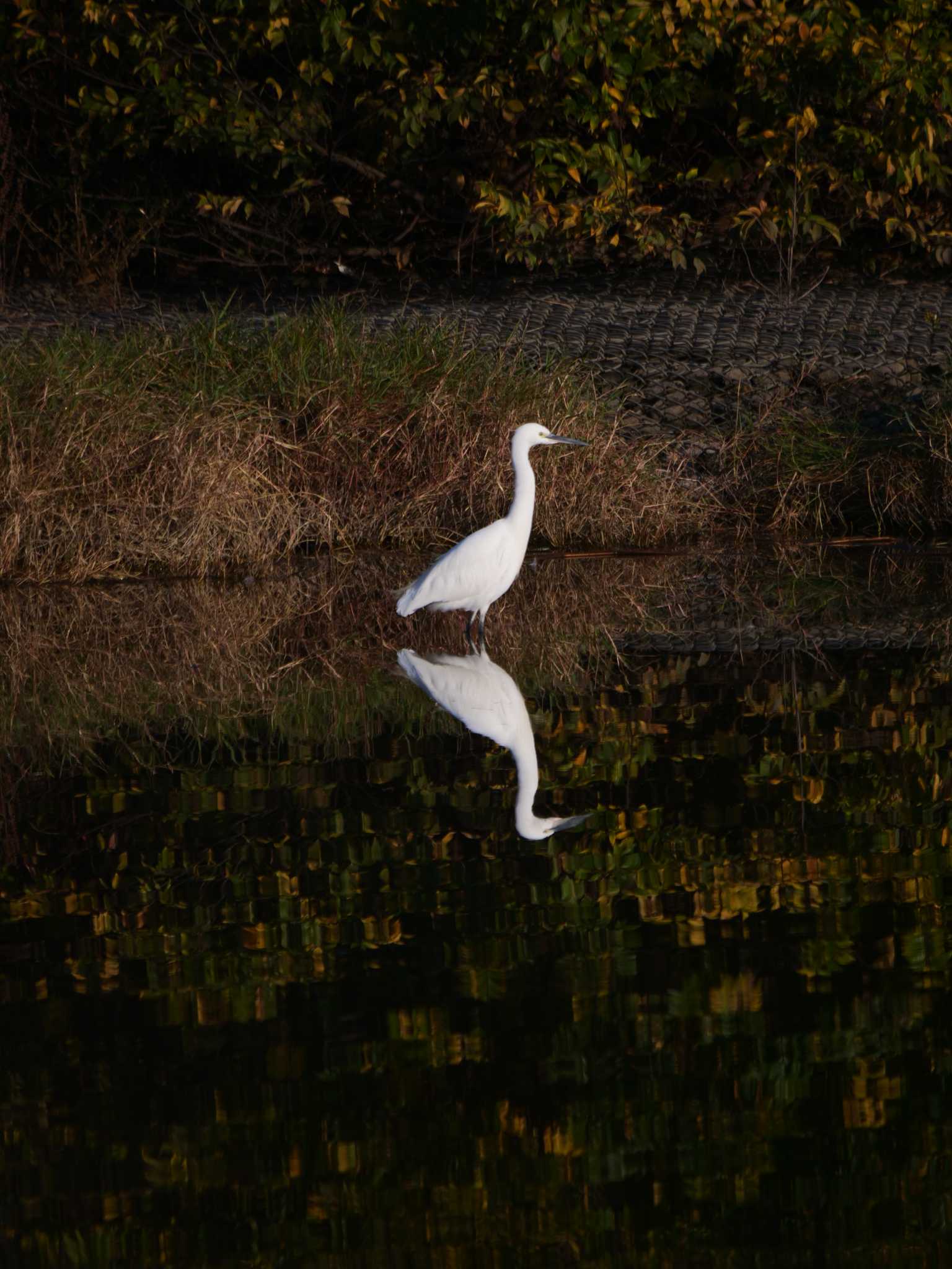 新横浜公園 コサギの写真