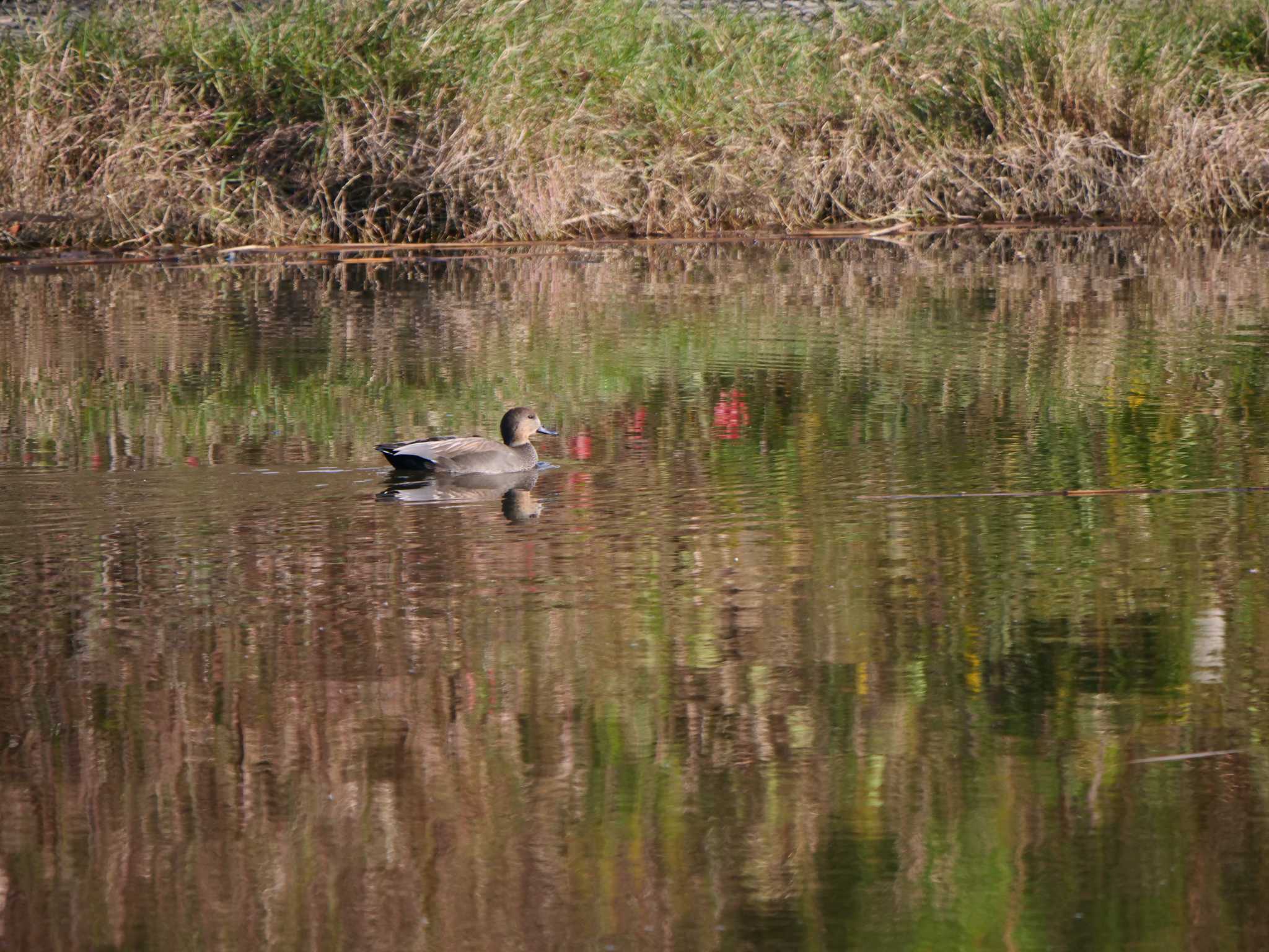 新横浜公園 オカヨシガモの写真