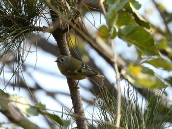 キクイタダキ 朝陽公園(北京) 2021年11月14日(日)