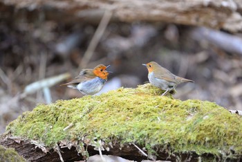 Japanese Robin Unknown Spots Fri, 5/5/2017