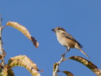 2021年11月14日(日) さいわい緑道(川崎市)の野鳥観察記録