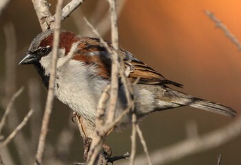 House Sparrow Unknown Spots Thu, 11/4/2021