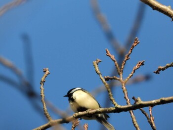 Sun, 11/14/2021 Birding report at 佐鳴湖