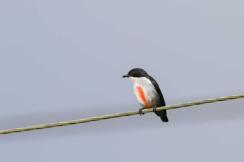 Red-keeled Flowerpecker Osmena Peak Wed, 5/3/2017