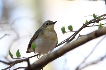 Siberian Blue Robin Karuizawa wild bird forest Fri, 5/5/2017