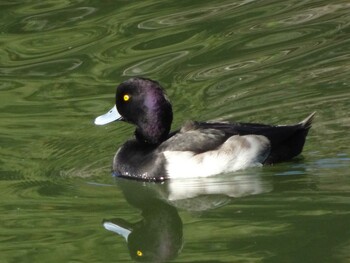 2021年11月14日(日) 薬師池公園の野鳥観察記録