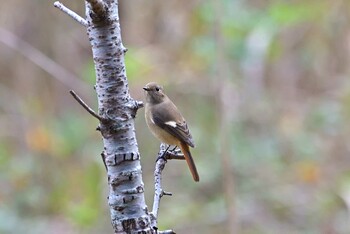 Daurian Redstart Maioka Park Sun, 11/14/2021