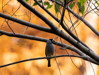 2021年11月14日(日) 多摩森林科学園の野鳥観察記録