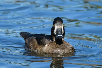 クビワキンクロ こども自然公園 (大池公園/横浜市) 2021年11月13日(土)