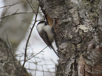 Willow Tit 御正体山 Tue, 5/9/2017