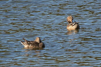 2021年11月11日(木) 三ツ池公園(横浜市鶴見区)の野鳥観察記録