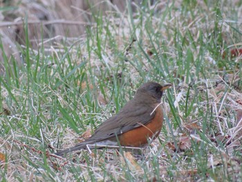 Brown-headed Thrush 瑞牆山 Fri, 5/5/2017