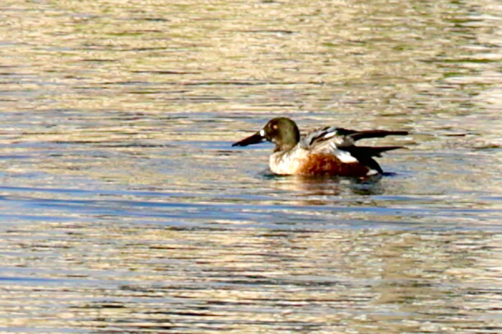 Northern Shoveler