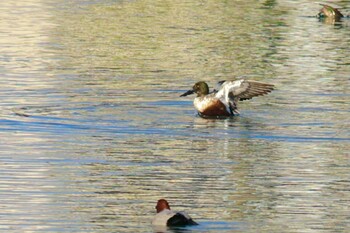 Northern Shoveler 尾津干拓地(山口県岩国市) Sun, 11/14/2021