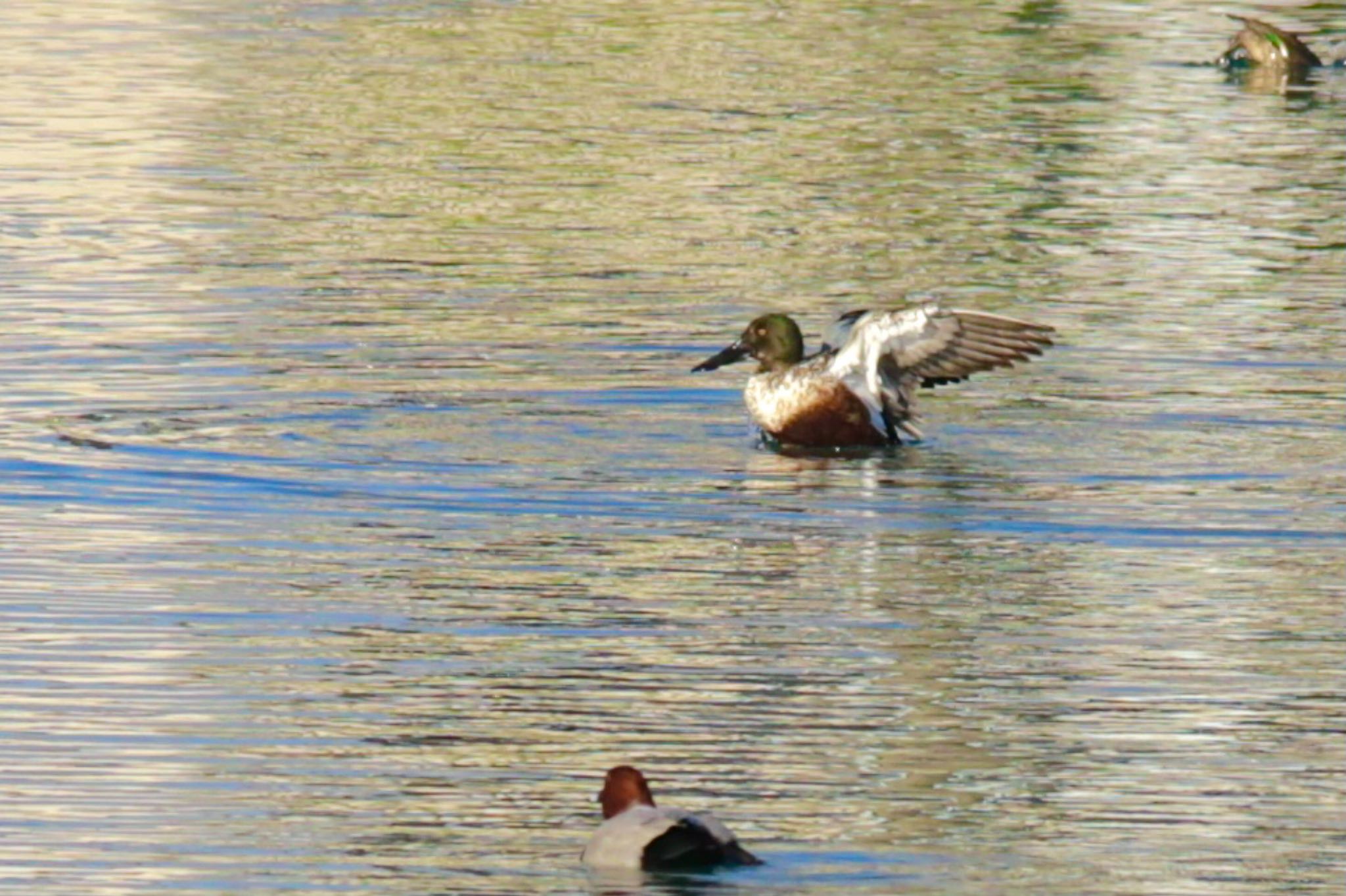 Northern Shoveler