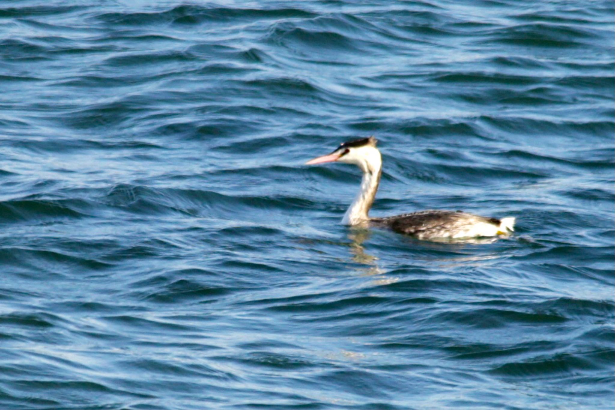 Great Crested Grebe