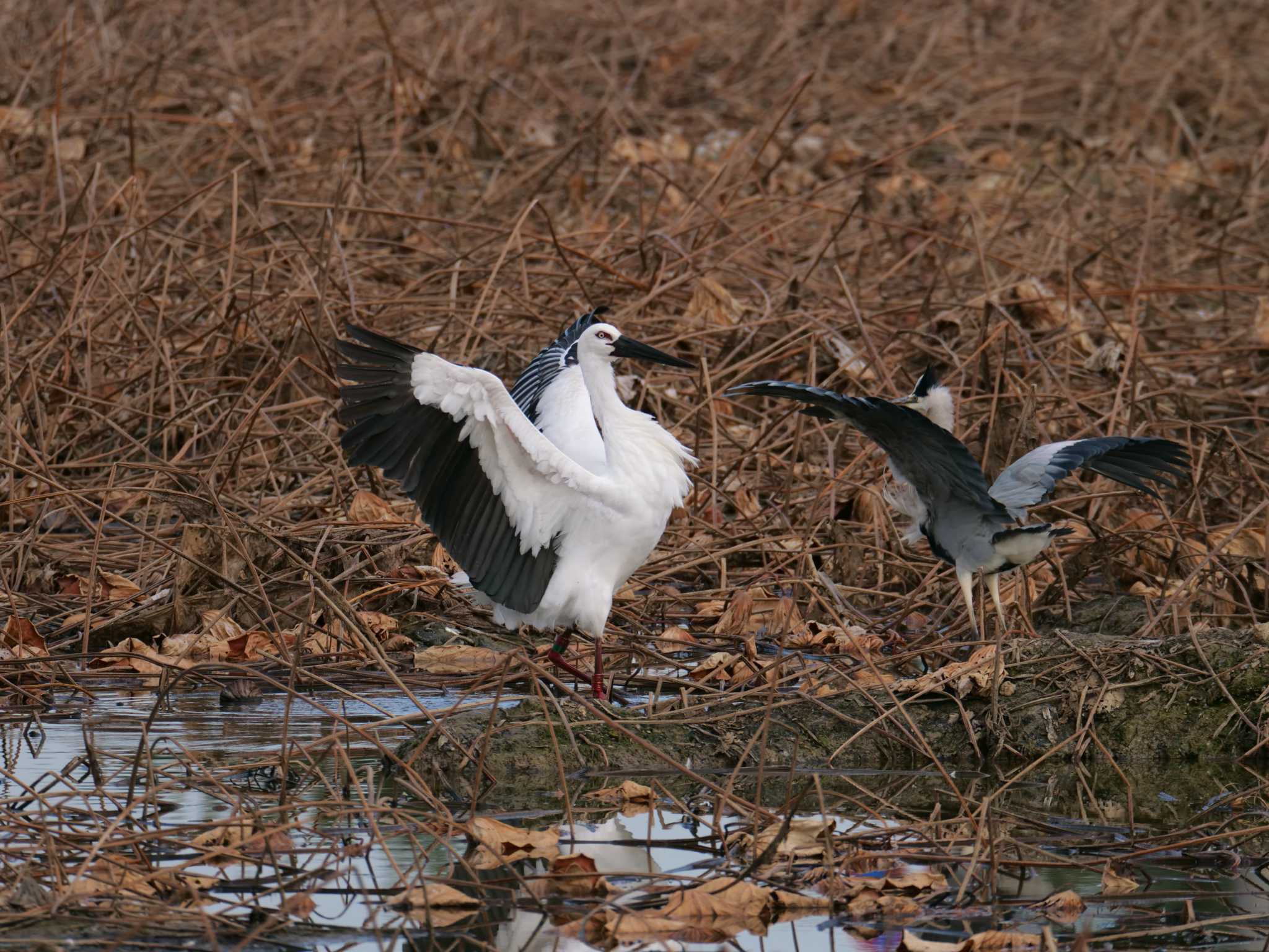 コウノトリ