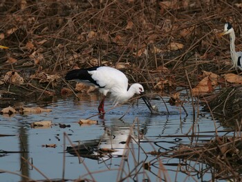 2021年11月14日(日) 明石の野鳥観察記録