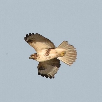 ノスリ 東京野鳥公園 2021年11月14日(日)