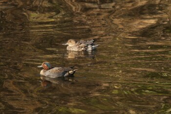 Eurasian Teal 尾津干拓地(山口県岩国市) Sun, 11/14/2021