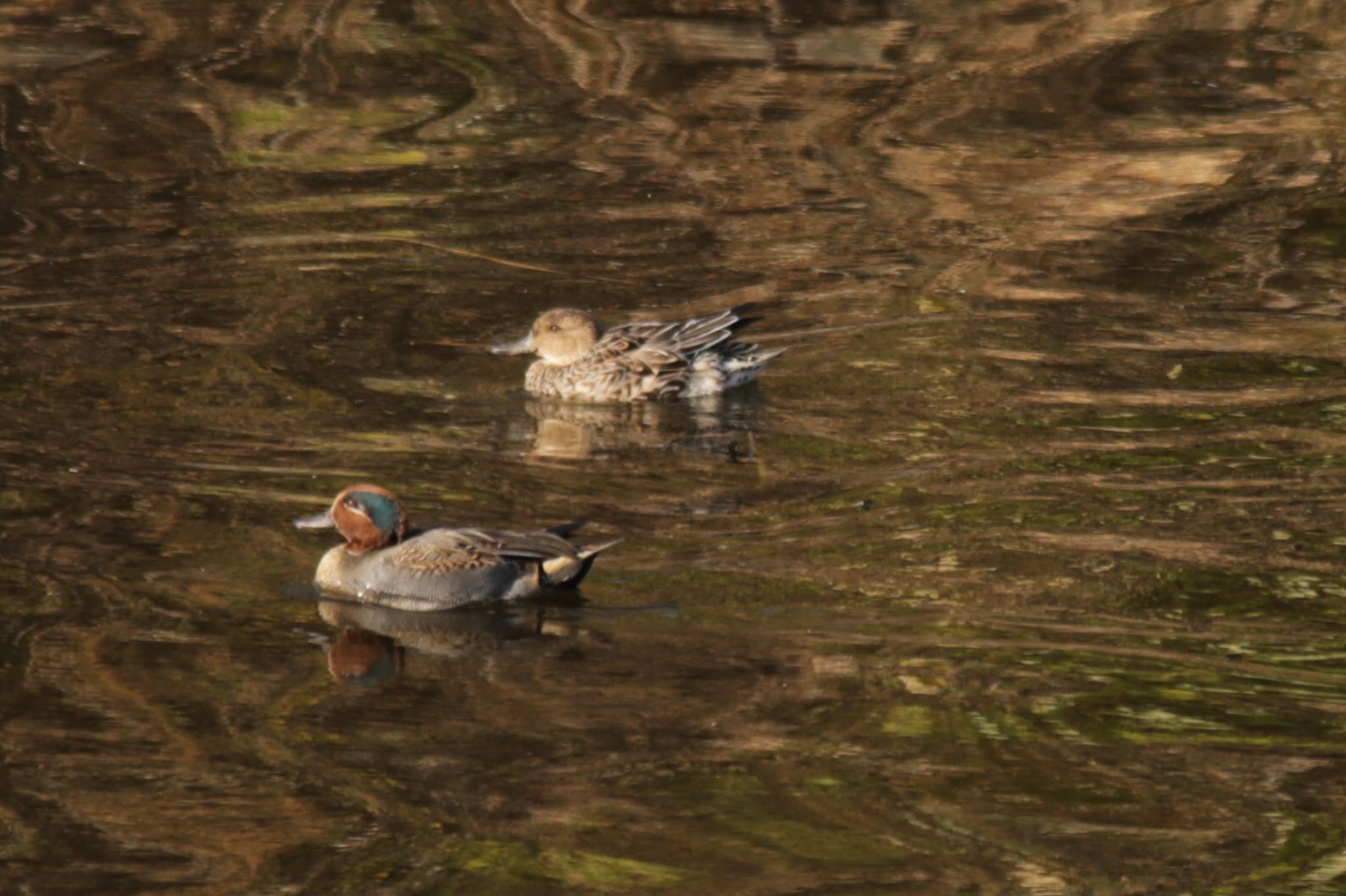 Eurasian Teal