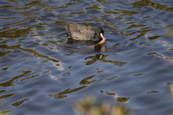 Eurasian Coot 尾津干拓地(山口県岩国市) Sun, 11/14/2021