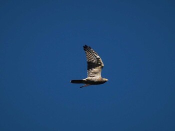 Grey-faced Buzzard Shirakaba-touge Sun, 9/19/2021