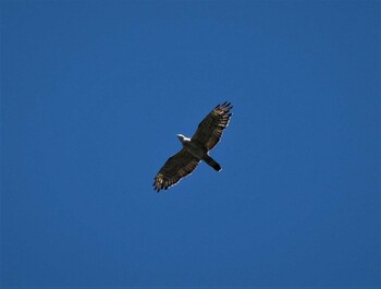 Crested Honey Buzzard Shirakaba-touge Sun, 9/19/2021