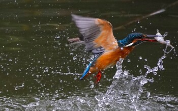 Sun, 11/14/2021 Birding report at 千里南公園