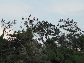 カワウ 東京港野鳥公園 2021年9月11日(土)