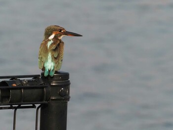 カワセミ 東京港野鳥公園 2021年9月11日(土)