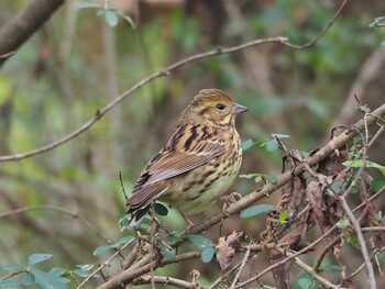 Masked Bunting Akigase Park Sun, 11/14/2021